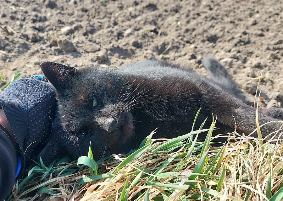 Oswajanie bestii :)
