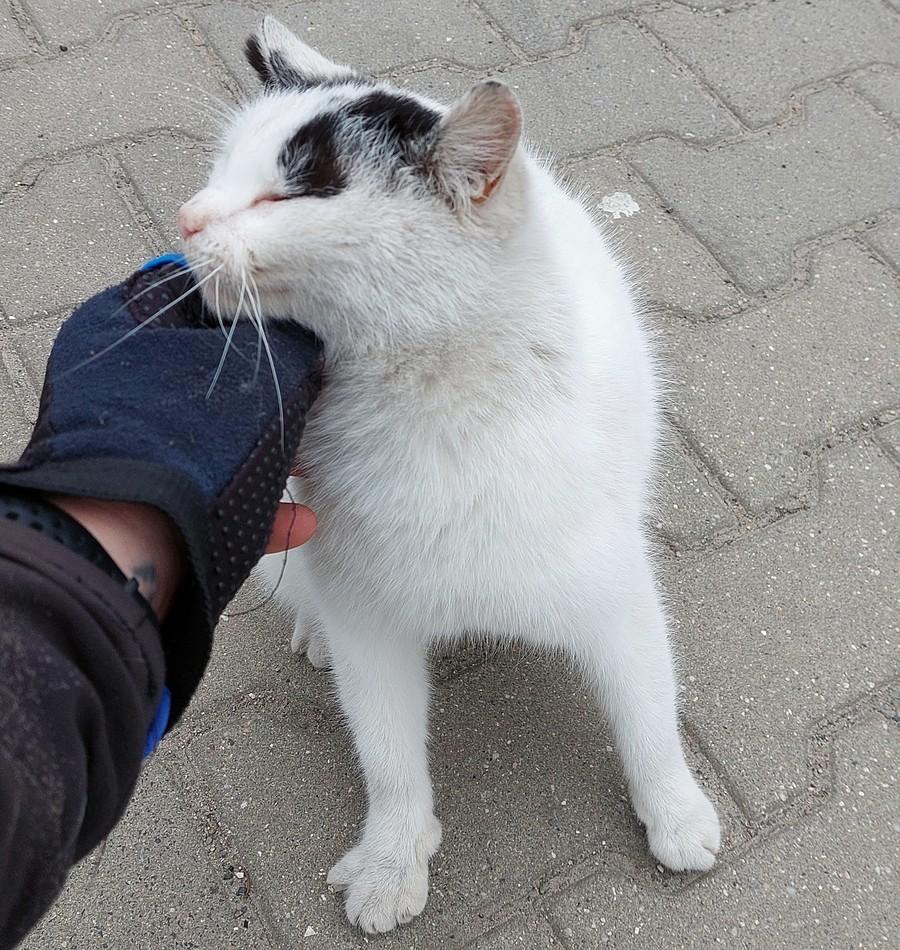 Kolejny kotek z Trzcielina