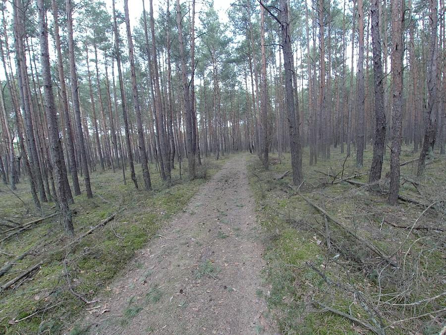 Leśnia droga, można jechać, hura! :)