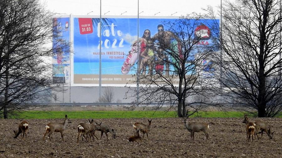 Sarenki czekają na lato 2022 :)