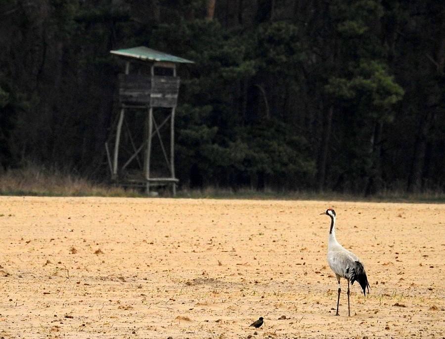 Żuraw patrzący na ludzką platformę do mordowania