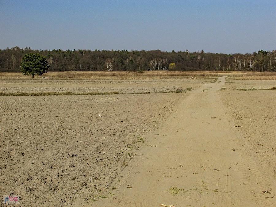 Piaszczysta droga wśród pól