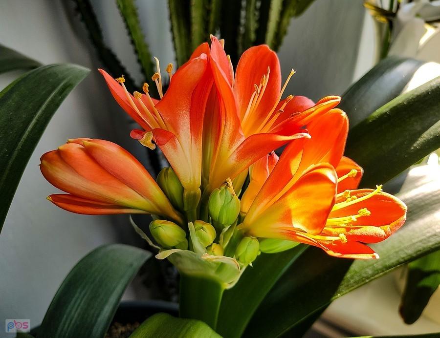 Kliwia ma 19 kwiatów