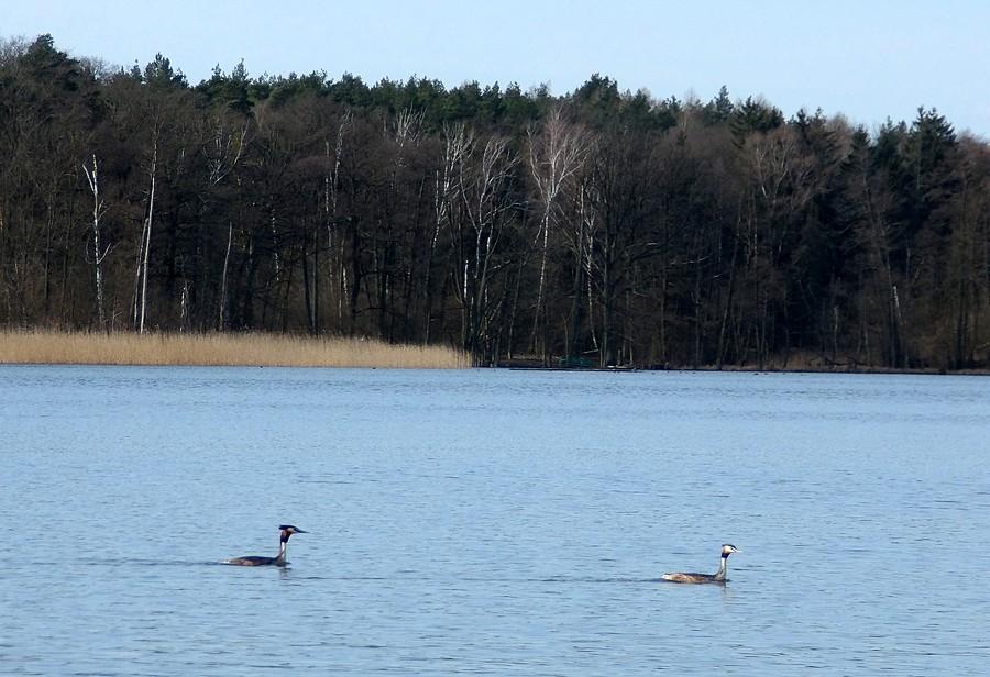 Perkozy sunące po Jeziorze Lusowskim