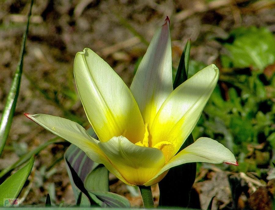 Tulipan jak nenufar