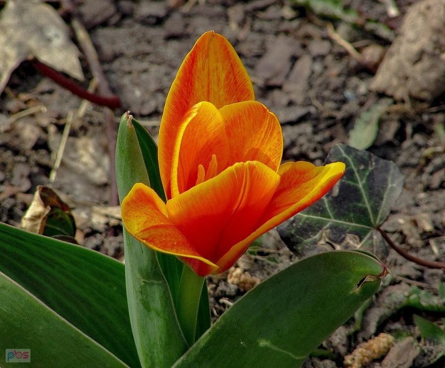 Tulipan, taki bardzo holenderski