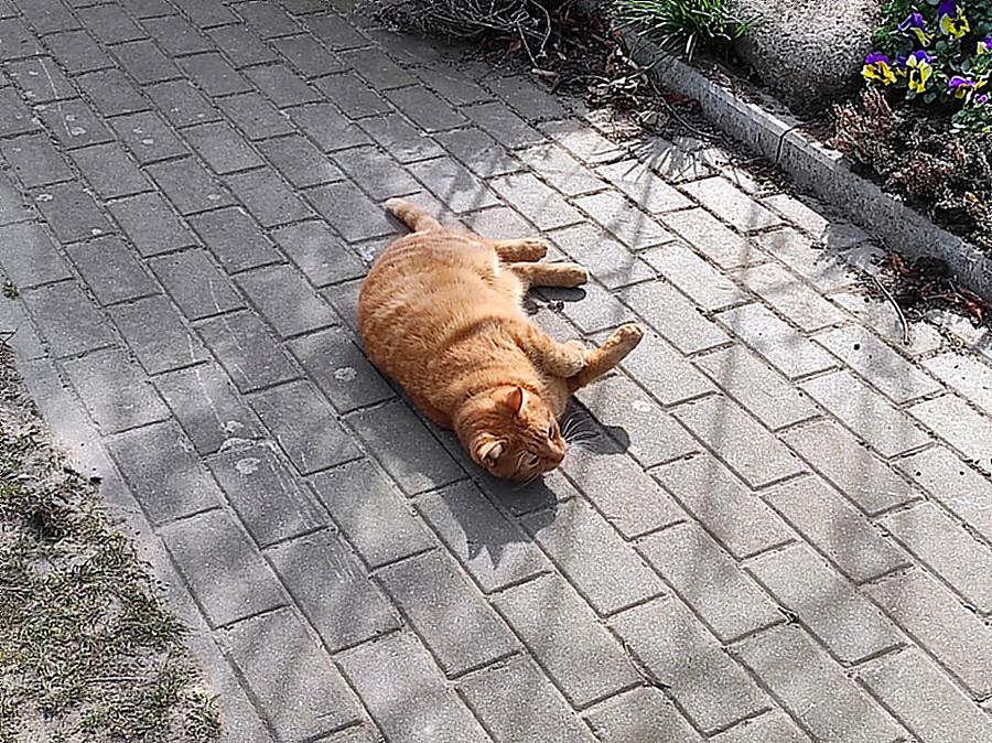 Kotek z miejscowości Buk.