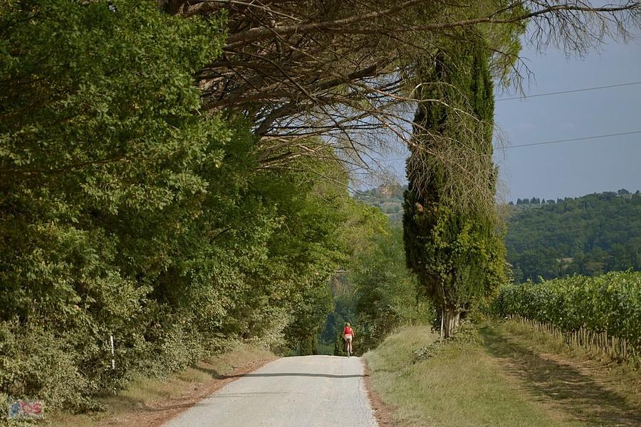 Strade Bianche