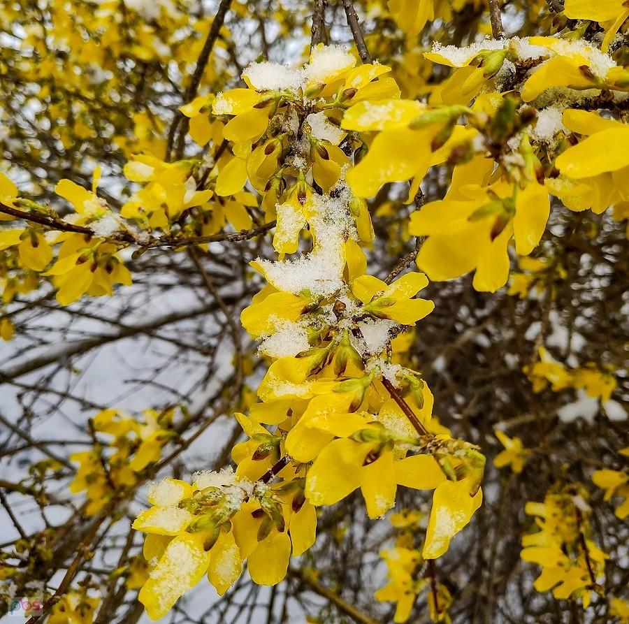 Kwiaty forsycji przyprószone śniegiem
