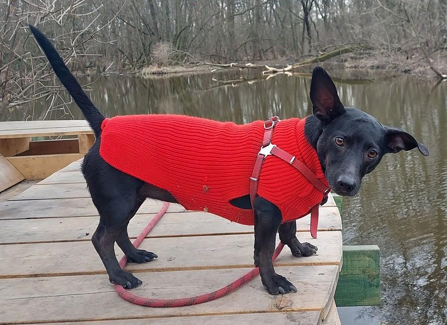 Diabełek :)