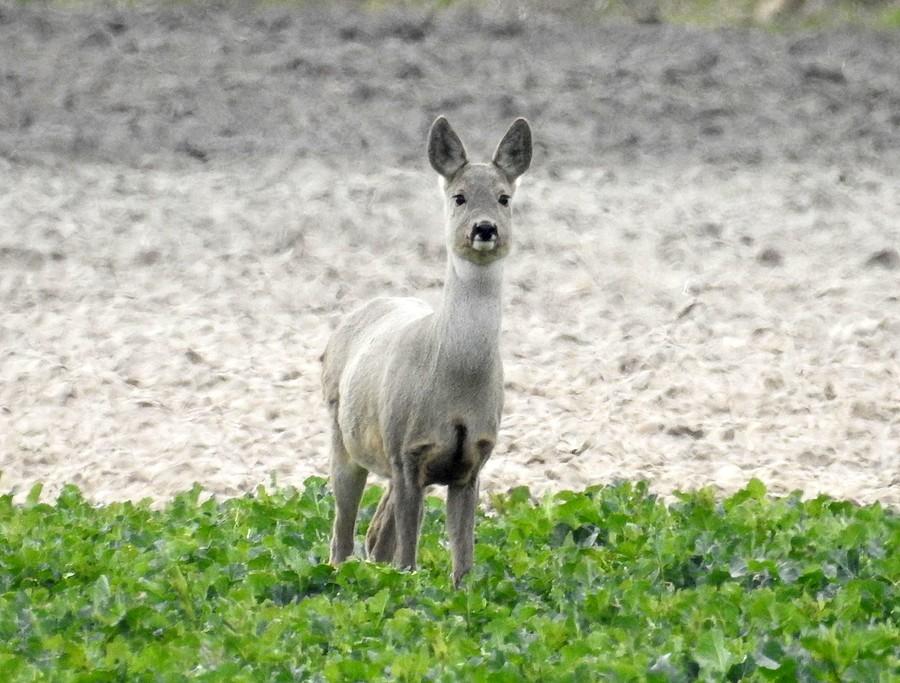 Podtuczona sarenka udająca zająca :)