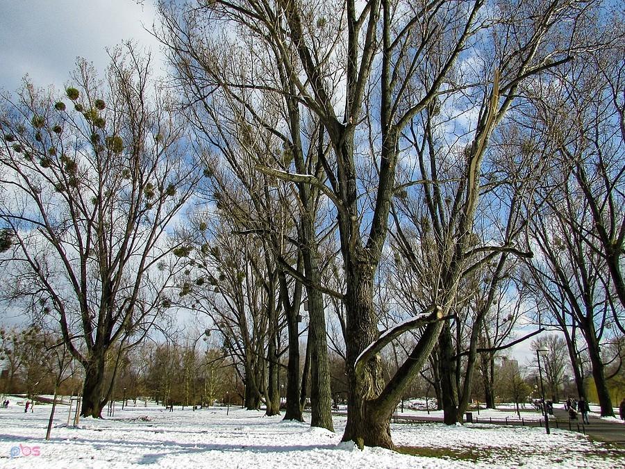 Kępa Potocka - topole z budkami lęgowymi