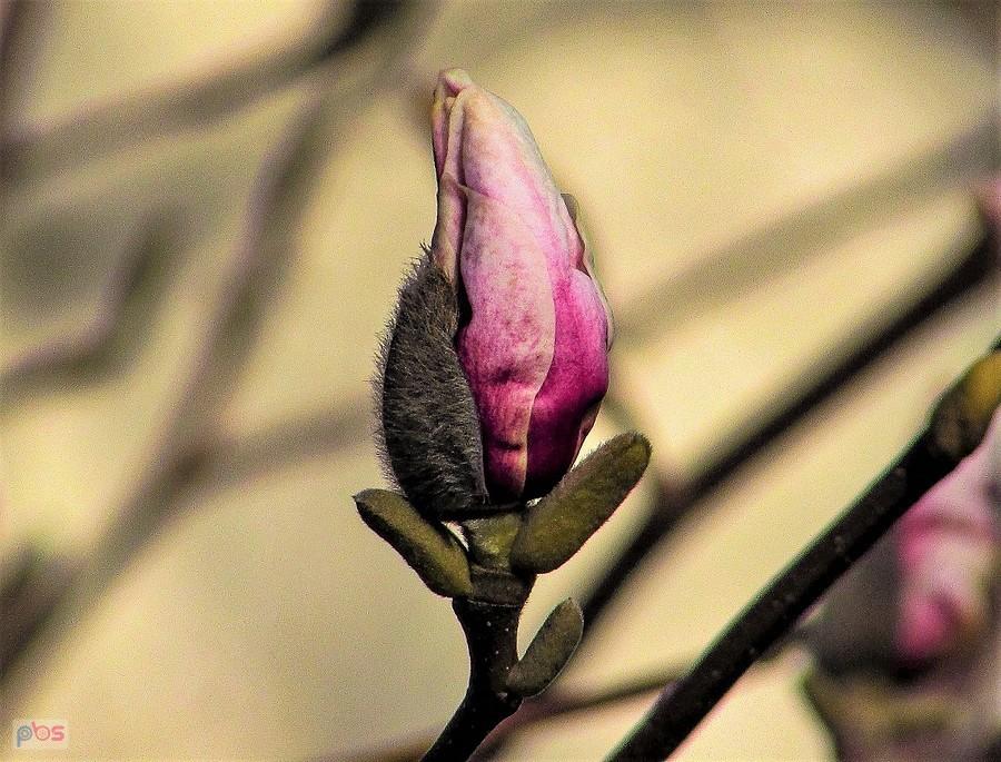 Pąk magnolii