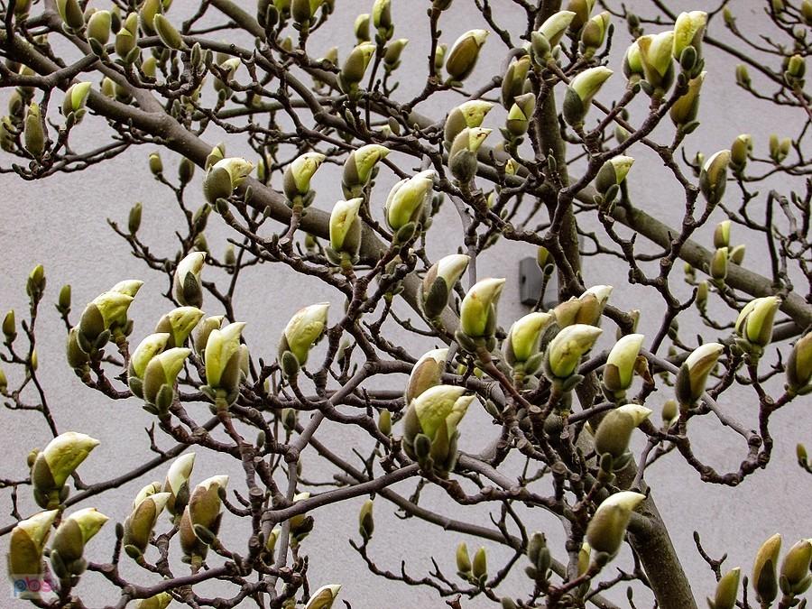Magnolia przy kościele bł. Władysława z Gielniowa na Natolinie