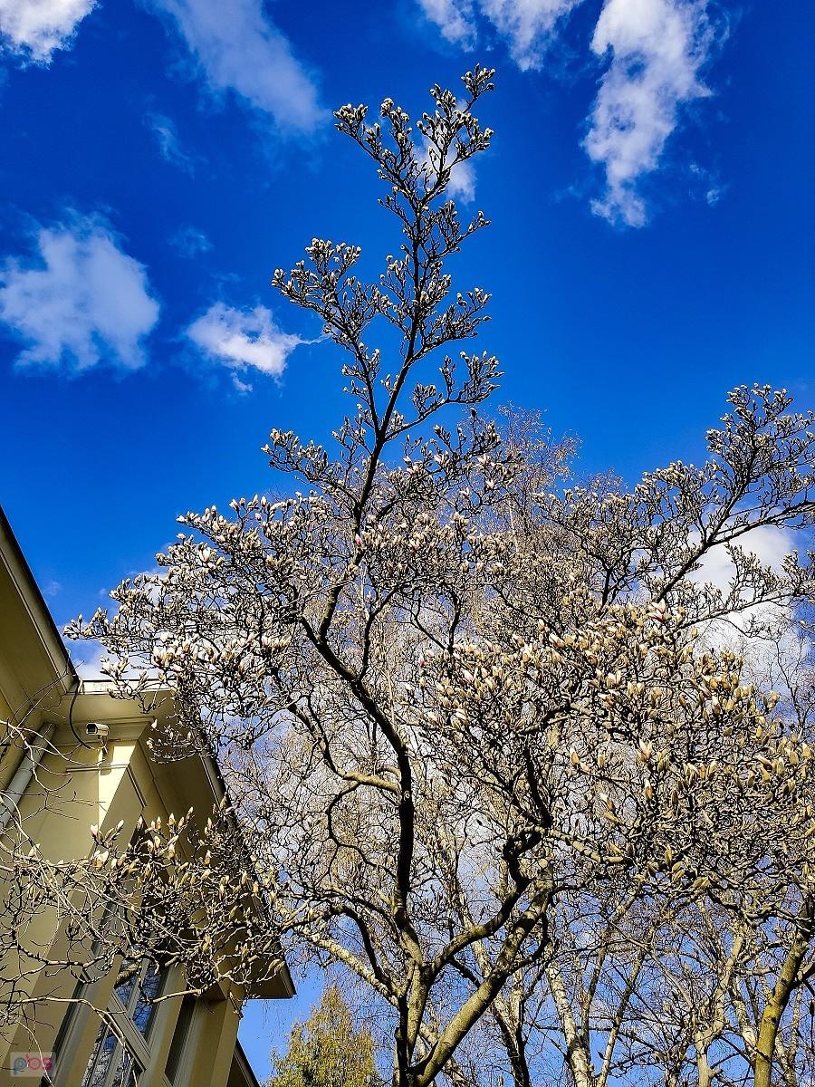 Kwiaty magnolii im bliżej słońca tym bardziej rozwinięte