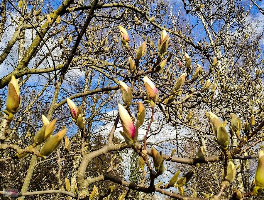 Kwiaty magnolii