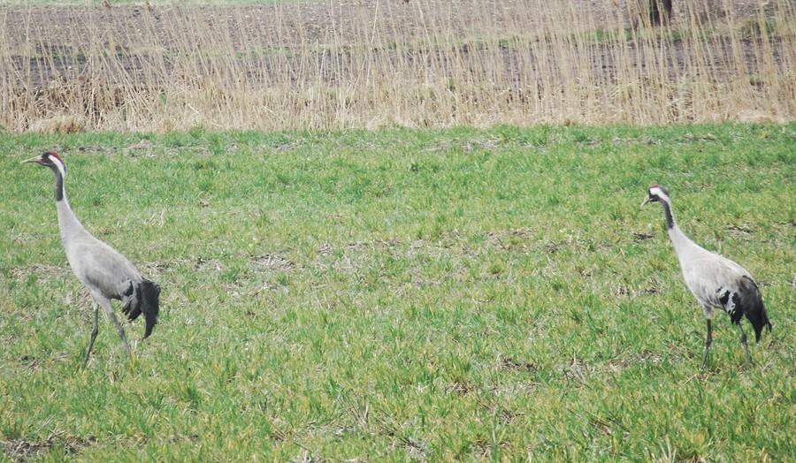 Spacerek żurawi