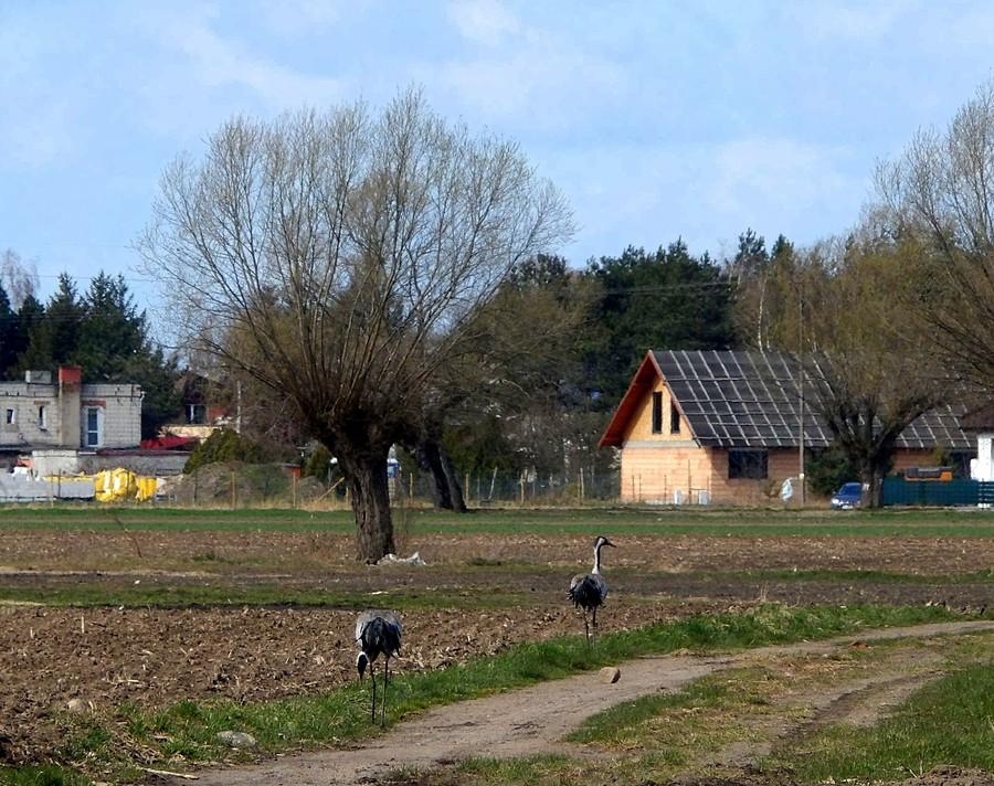 Żurawie spacerują obok wsi
