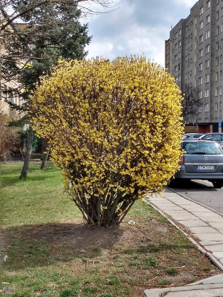 Może zimna, ale to wiosna