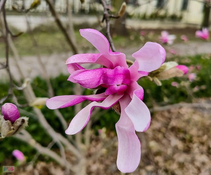 Magnolia gwiaździsta rozpoczyna kwitnienie