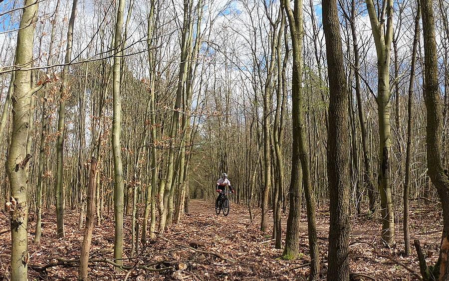 MTB-owiec wśród młodego lasu (rejon Góreckiego)