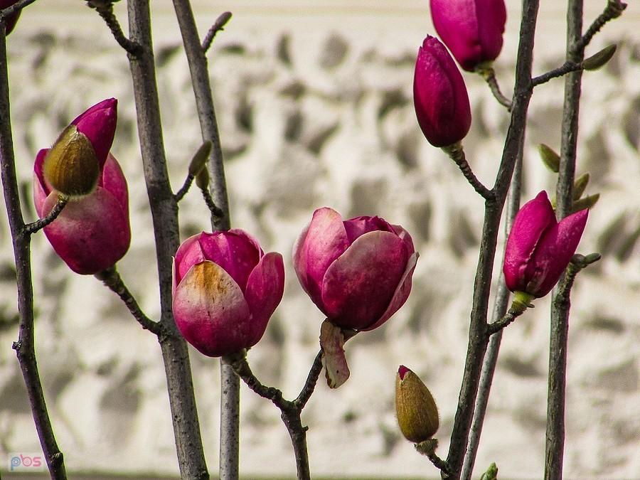 Magnolie przy polibudzie
