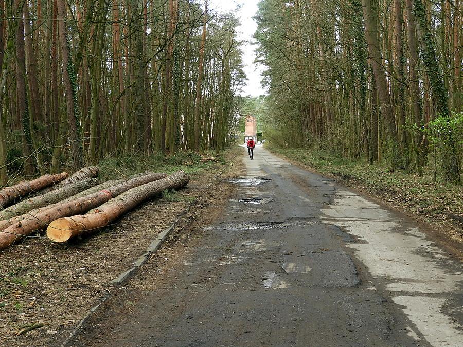 Kuba w pobliżu drogi 115.