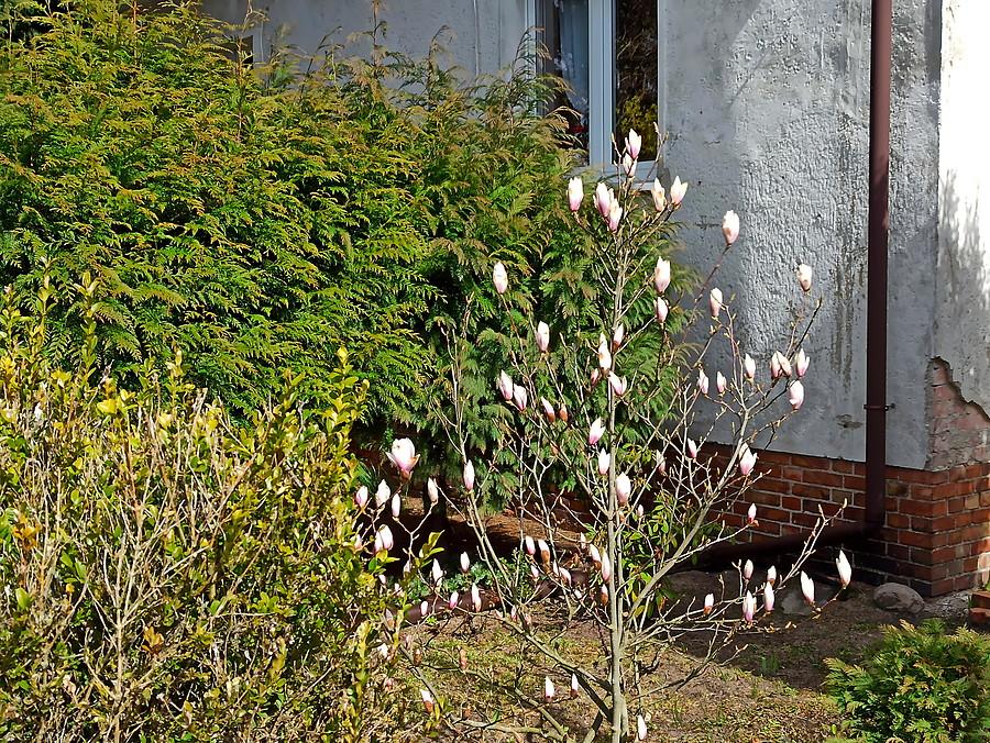 Rozkwitająca magnolia.