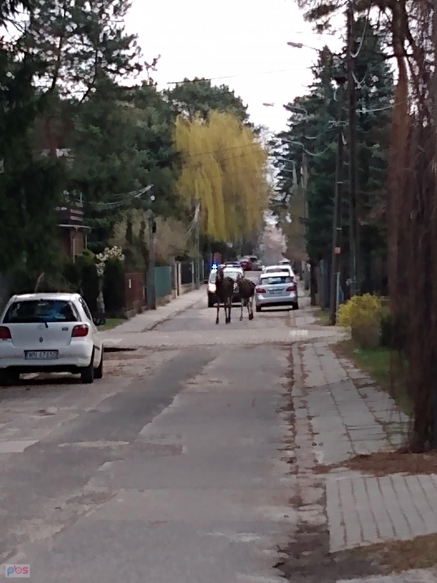A tu łosie na spacerze po uliczce