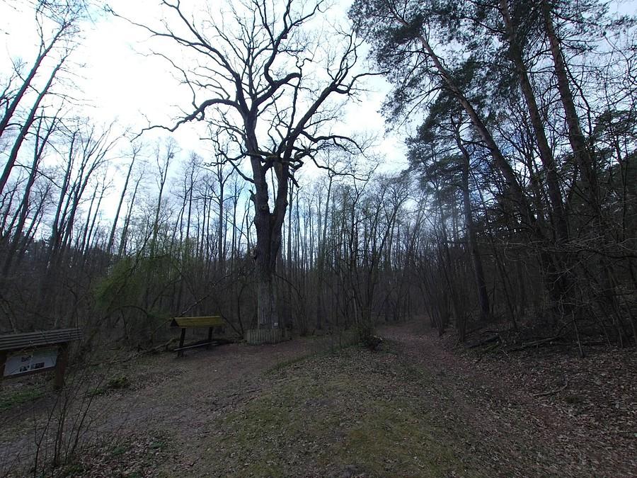 Dąb Kobendzy 590 cm 27 m