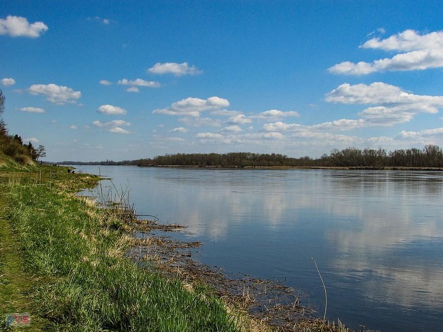 Wisła w Czerwińsku - widok w górę rzeki