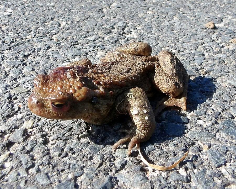 Wygrzewająca się ropucha