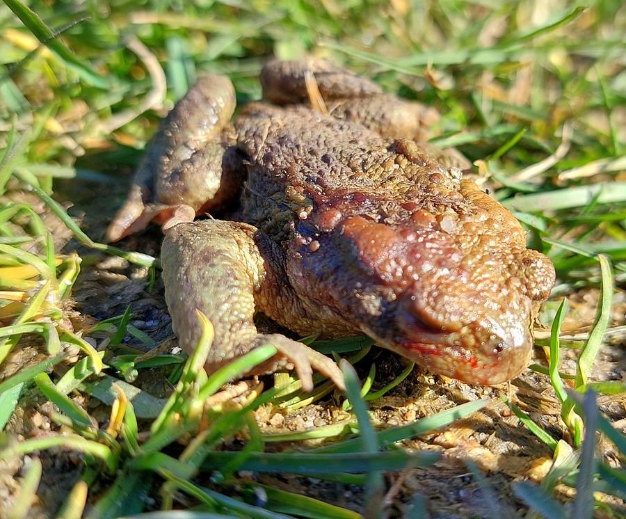 Ropucha po przeniesieniu w bezpieczne miejsce
