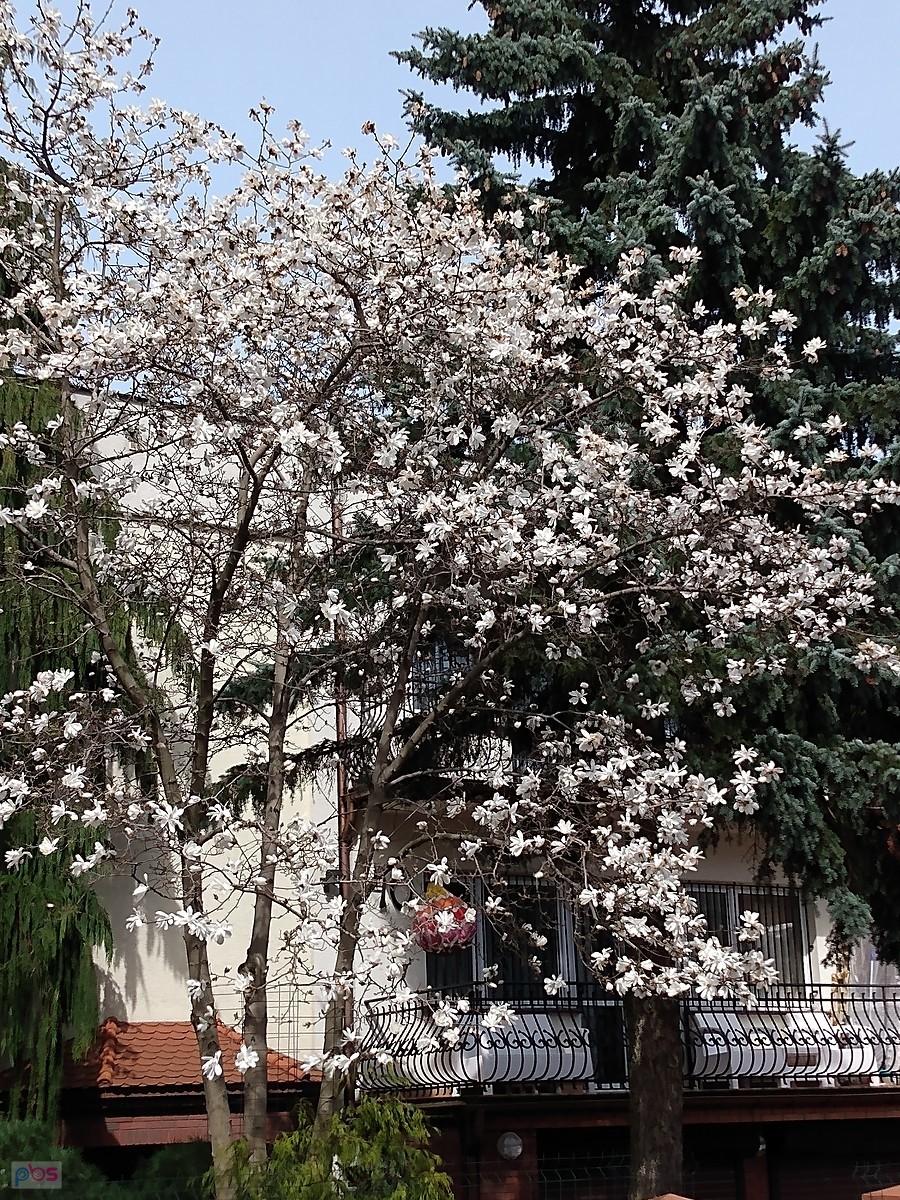 zakwitły magnolie