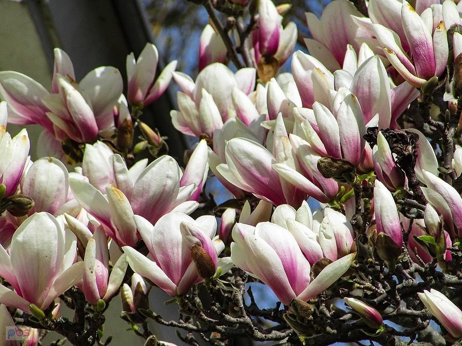 Łan kwiatów magnolii