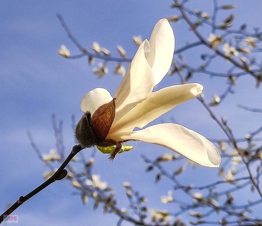 Magnolia gwiaździsta