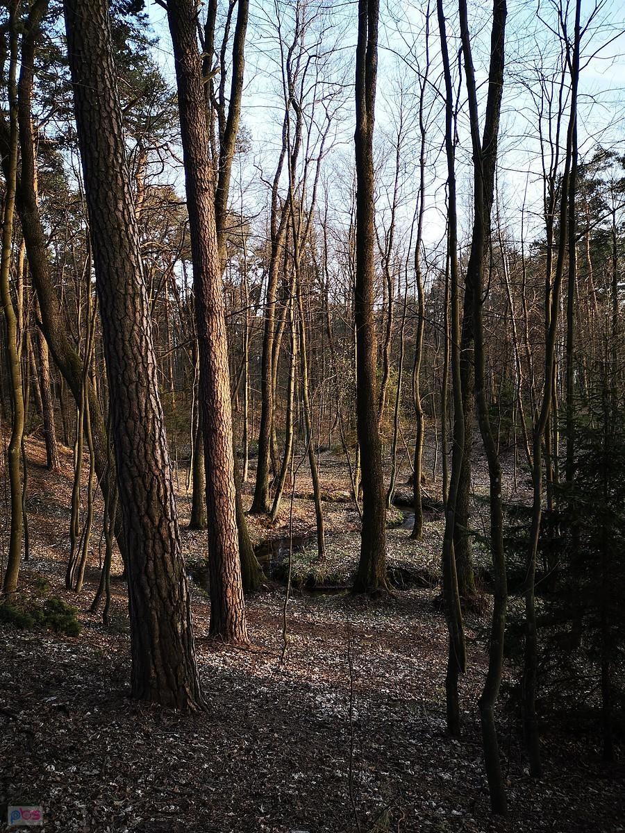 Rezerwat "Grądy nad Lindą"