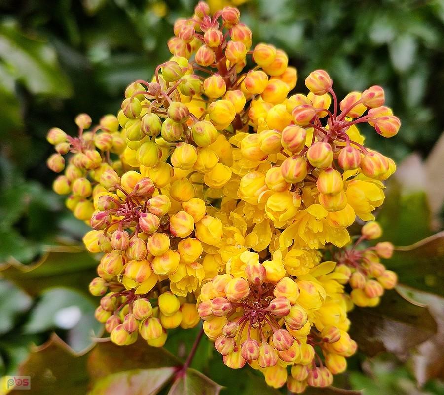 Wiecha mahonii