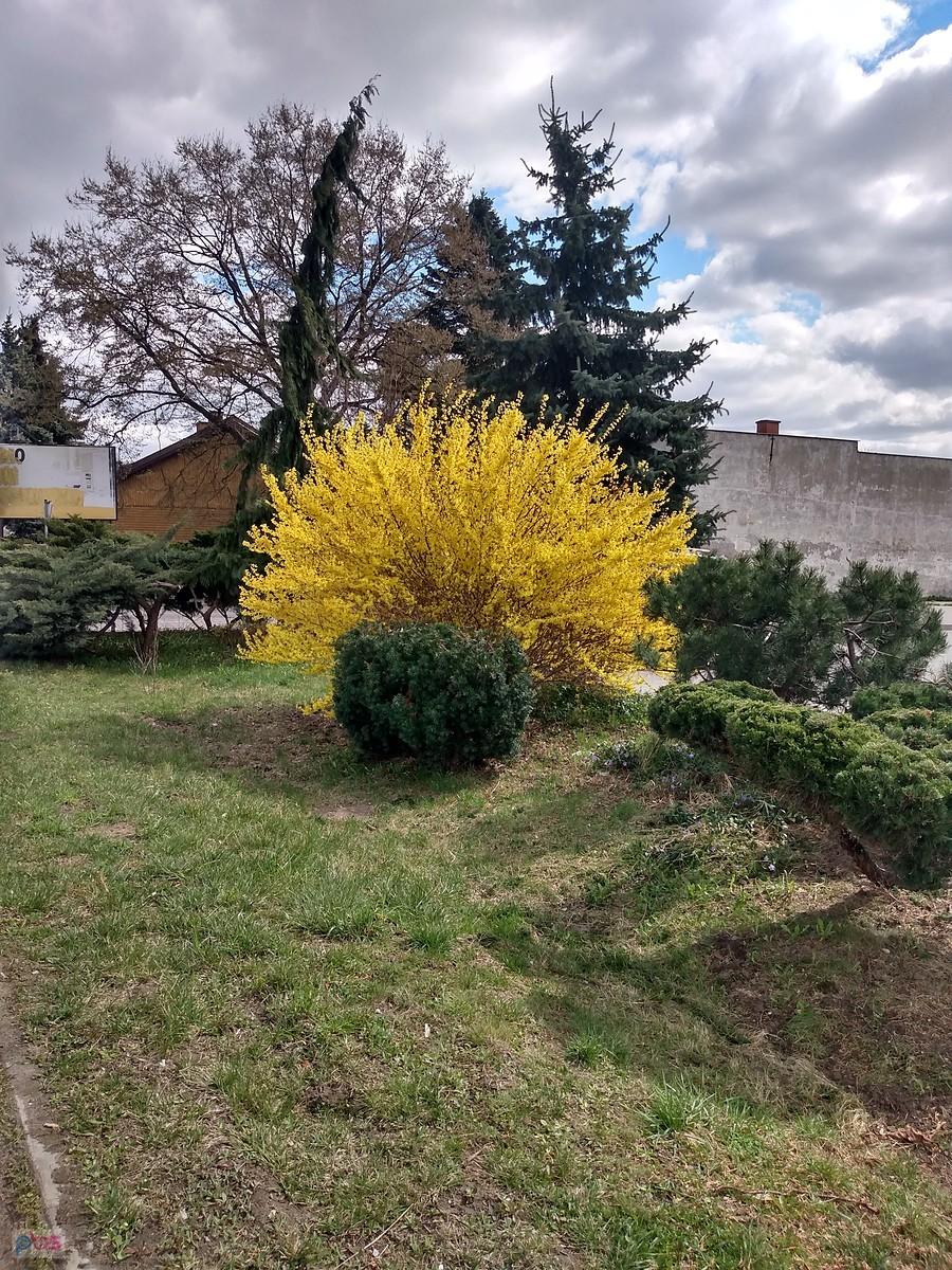 Jednak to wiosna