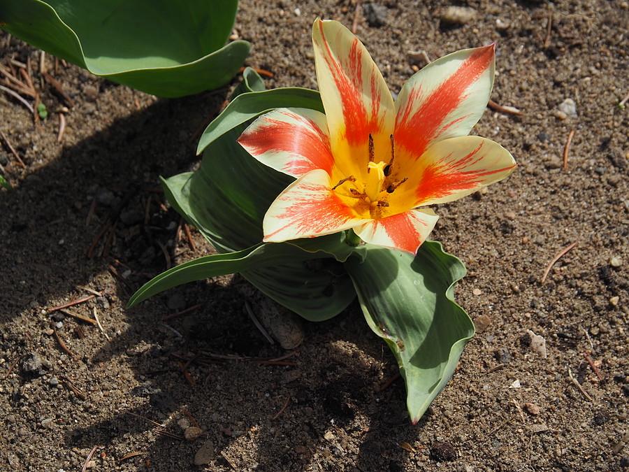 Tulipan mi zakwitł