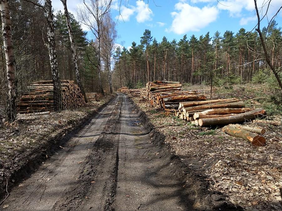 Rzeź lasów ruszyła ponownie
