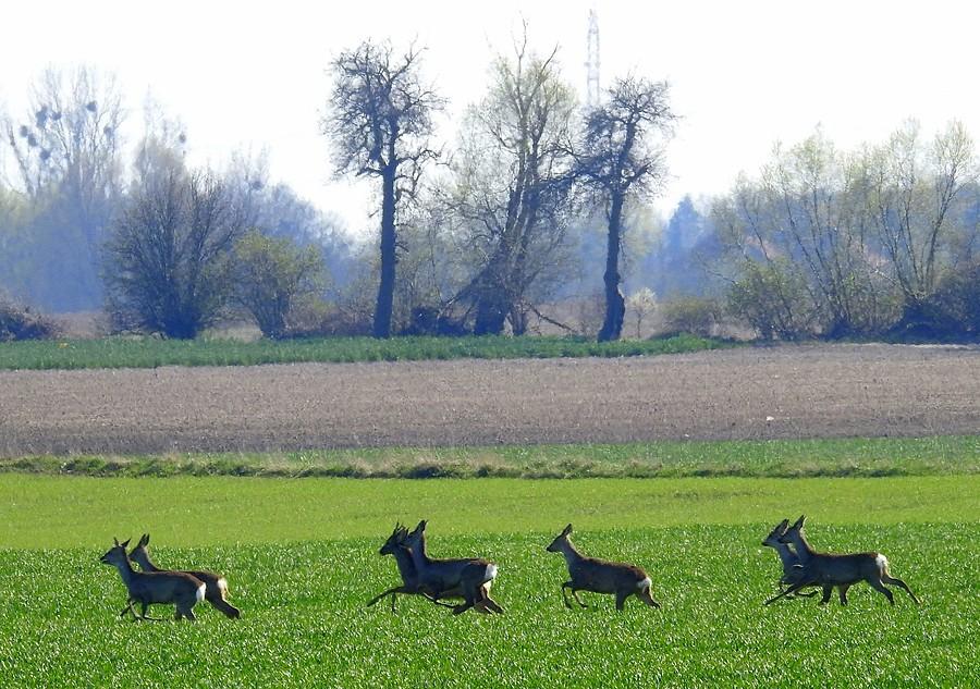 Sarenki w pędzie