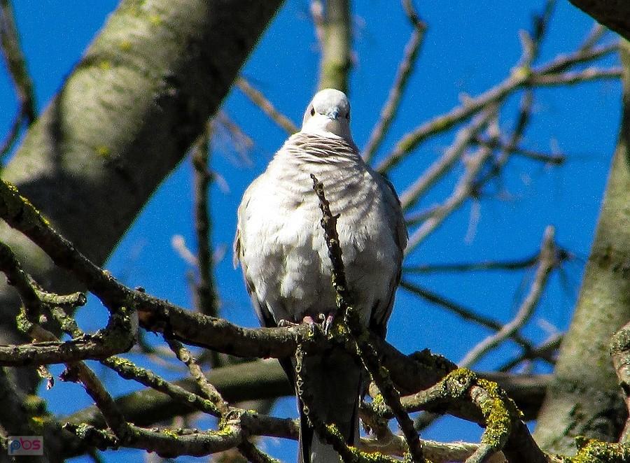 Gruchał do mnie, więc ma fotę