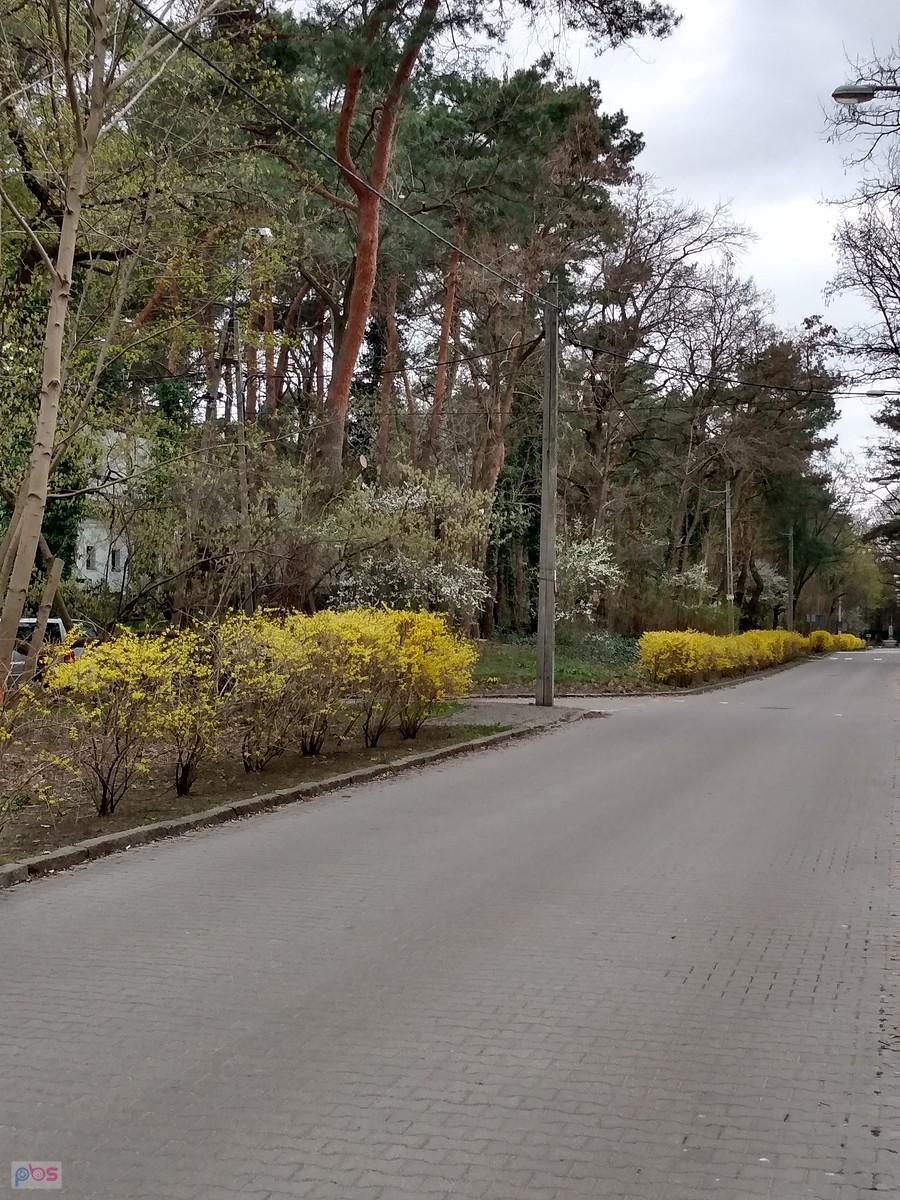 Ulica z żółtymi krzewami kwitnącymi