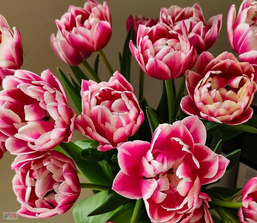Dorodne kwiaty tulipana