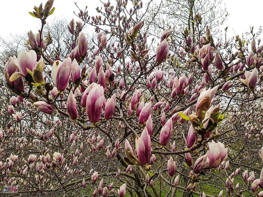 Kwitnęcie magnolii przyhamowała kiepska pgoda