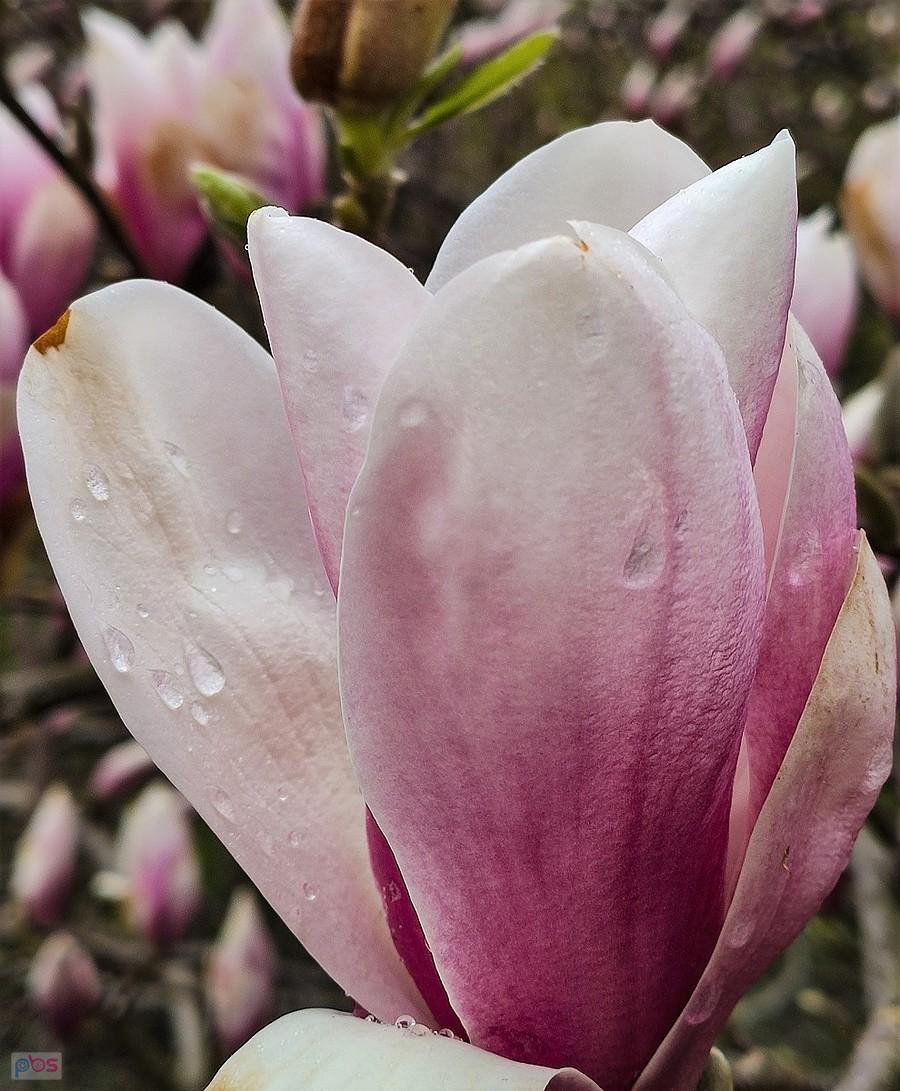 Deszczowy kwiat magnolii