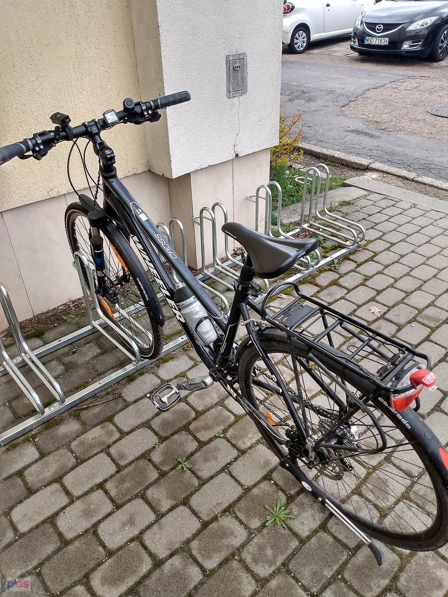 Czarnula na parkingu