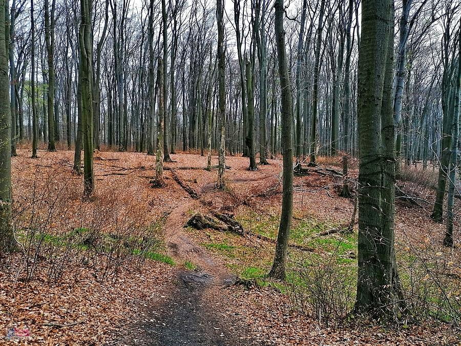 Singiel a właściwie parkowe ścieżki