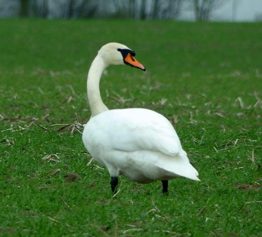 Łabędź profilowo